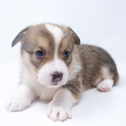Maverick - Red male Pembroke Welsh Corgi puppy in Sacramento, California from Limitless Huskies