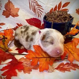 Chai - Red merle female Australian Shepherd puppy in Brookfield Township, Ohio from AussieLand Shepherds
