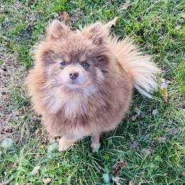 Clove - Lavender female Pomeranian puppy in Buck Valley, Pennsylvania from Buck Valley Pomeranians