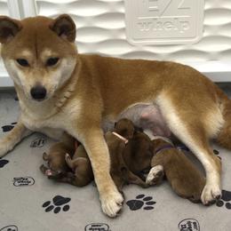 Shiba Inu puppies from Evenfalls Shiba Inu