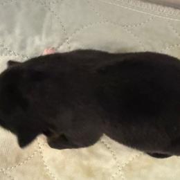 BTM 2 - Black tri male Miniature Australian Shepherd puppy in Corydon, Indiana from Arbuckle’s Lookin Good Aussies (LGA)