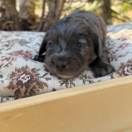 Muffin - Dapple female Dachshund puppy in Solon Springs, Wisconsin from Werpstead Shorties