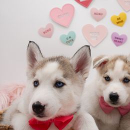 Golden Retriever, Miniature American Shepherd, and Siberian Husky Puppies from HuskiesAndGoldensWithFinesse