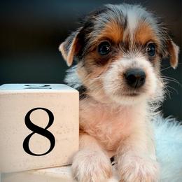 Black-white boy - Parti male Yorkshire Terrier puppy in Machesney Park, Illinois from Three Yorkie Family