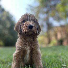 Boy 6 - Goldendoodle puppy from Valentine Kennels