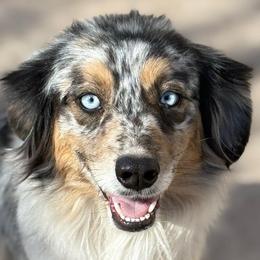 Toast - Blue merle female Australian Shepherd puppy in Lubbock, Texas from REKN’ Kennel Aussies