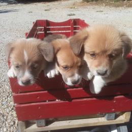 Pembroke Welsh Corgi Puppies from Beth's Pawsitivley Corgis
