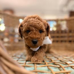 Sunny cream collar - Red  male Goldendoodle puppy in Shingle Springs, California from Creamy Retrievers