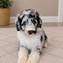 Puppy 4 - Blue merle female Aussiedoodle puppy in Yucaipa, California from Amazing Aussiedoodle and Double Doodles