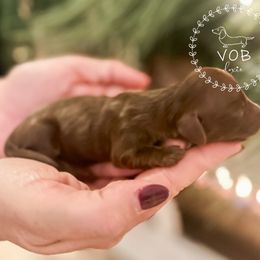 Gumdrop - Chocolate and tan female Dachshund puppy in Sioux Rapids, Iowa from VOB Doxie