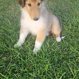 Girl 5 - Collie puppy from Prime Star Collies
