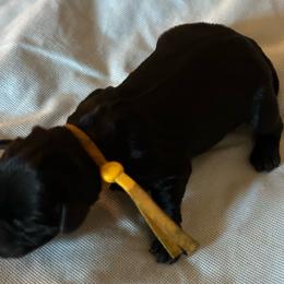 Luke - Black male Miniature Schnauzer puppy in Newburgh, Indiana from Lakehouse Miniature Schnauzers of Southern Indiana