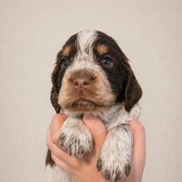 Joker - Tri-Roan male English Springer Spaniel puppy in Fort White, Florida from Thunderbird Springers