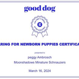 Miniature Schnauzer Puppies from MoonShadows Miniature Schnauzers