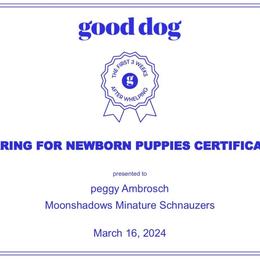 Miniature Schnauzer Puppies from MoonShadows Miniature Schnauzers