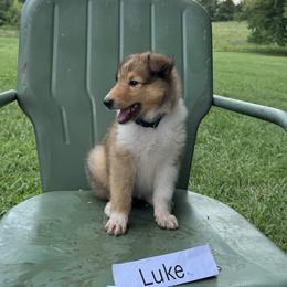 Luke - Sable and white male Collie puppy in Sedalia, Missouri from Brown Acres Collies