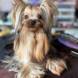 Lil Dickie - Blue and gold male Yorkshire Terrier puppy in Kendallville, Indiana from Yorkies Kisses