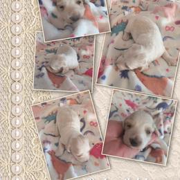 Ferrah - Fawn (Isabella) female Dachshund puppy in Grove, Oklahoma from Dachs on the lake