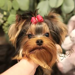 Sergio - Blue and gold male Yorkshire Terrier puppy in Placerville, California from Diamond Springs Boutique