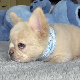 French Bulldog Puppies from LCBMM