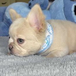 French Bulldog Puppies from LCBMM