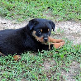 Black and Tan Coonhound and Rottweiler Puppies from Vom Heldenhaft Rottweilers