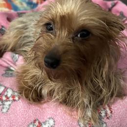 Renette - Yorkshire Terrier