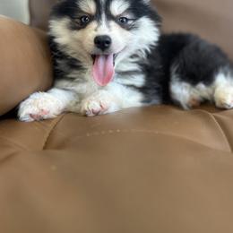 Cove - Black and white male Pomsky puppy in Mesa, Arizona from Platinum Pomskies