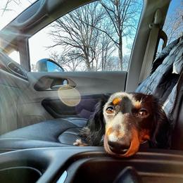 Dachshund and Miniature Schnauzer Puppies from The Bossy Doxie Farm