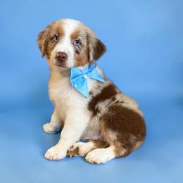 Winston Clontz - Red merle male Australian Shepherd puppy in Statesville, North Carolina from Charming Australian Shepherds