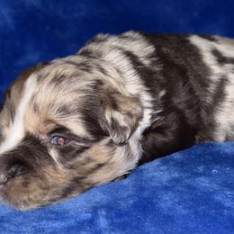 Rodeo - Red merle male Miniature American Shepherd puppy in Godley, Texas from Bradley Kennels