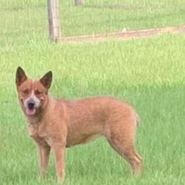 Twister - Australian Cattle Dog