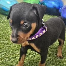 Miniature Pinscher Puppies from Pike's Pups