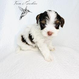 Yorkshire Terrier Puppies from Hummingbird Farm & Gardens