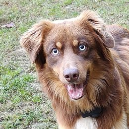 Duke - Australian Shepherd
