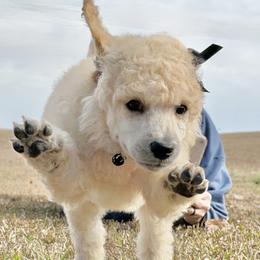 Miss Black Collar-Lucy - Cream female Poodle puppy in Screven, Georgia from Dreamland Standard Poodles