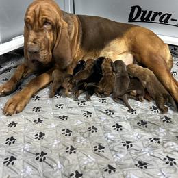 Bloodhound puppies from Hat Creek Kennel