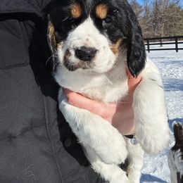 English Springer Spaniel Puppies from Hillsboro Springers