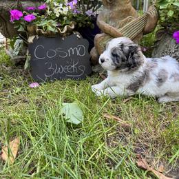 Cosmo - Merle male Saint Berdoodle puppy in Traverse City, Michigan from Bare Paws Saint Berdoodles