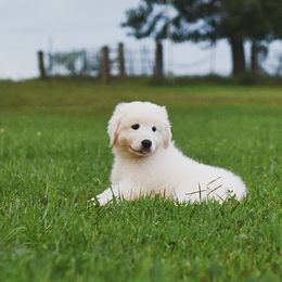 Border Collie, Bordoodle, and Maremma Sheepdog Puppies from 2J 2K Border Collies