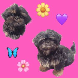 Hershey - Chocolate and tan Shih Tzu puppy in Wray Gap, Kentucky from Morning Glory Kennels