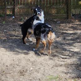 Australian Shepherd Puppies from Gypsy River Aussies