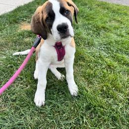 Venus - Saint Bernard