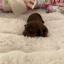 Poppy - Chocolate and tan female Dachshund puppy in Weatherford, Texas from Boujee Dachshunds