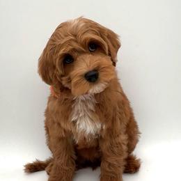 Georgia - Red female Australian Labradoodle puppy in Denton, Texas from Dignity Labradoodles