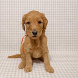 Butter - Red  male Goldendoodle puppy in La Porte, Texas from B+C Doodles