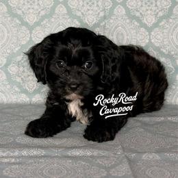 Froggy - Black male Cavapoo puppy in Nashville, Arkansas from Rocky Road Puppies