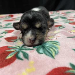 Bunny - Black and tan female Pembroke Welsh Corgi puppy in Barstow, California from Caldwell’s Corgis of Southern California