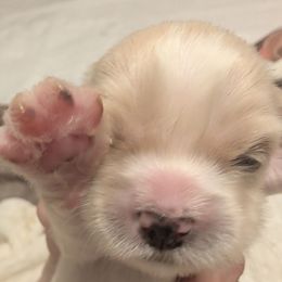 Fred - Cream male Lhasa Apso puppy in Fort Worth, Texas from Cynthia's Lhasa Apsos