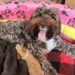 Sabra - Australian Labradoodle